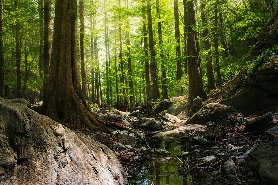 Forest trees and stream