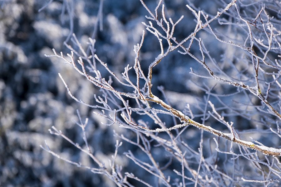 Frost on branches