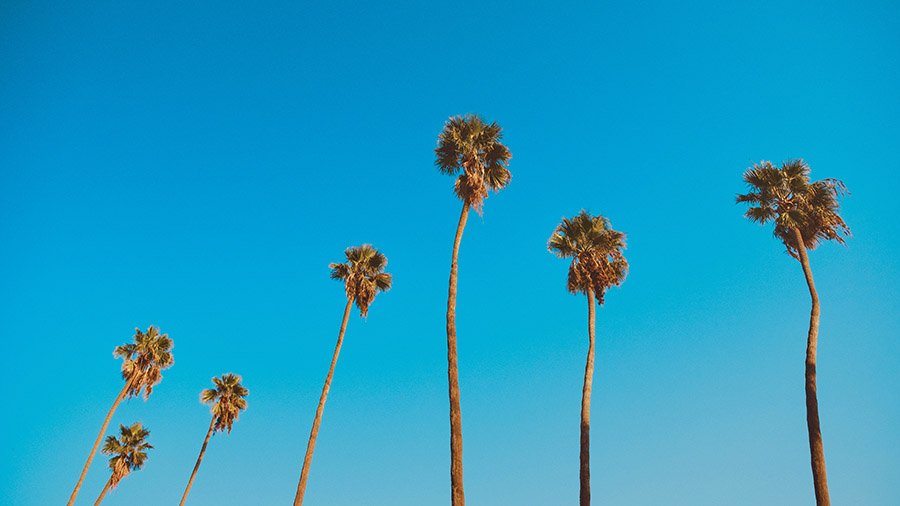 Palms in Dana Point