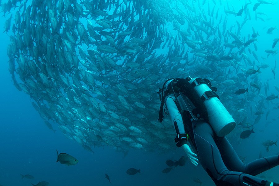 Diver with a school of fish