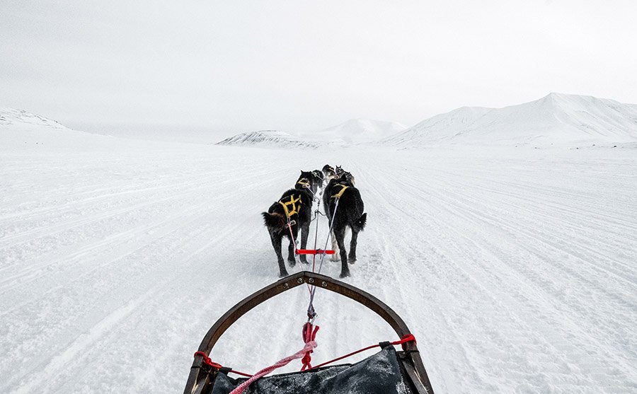 Dog sled race